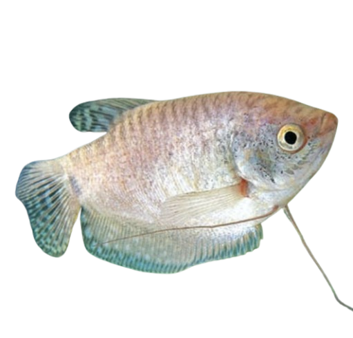 White Vastu Fishes: Features, Care, and Compatibility 5 platinum-Gourami-vastu