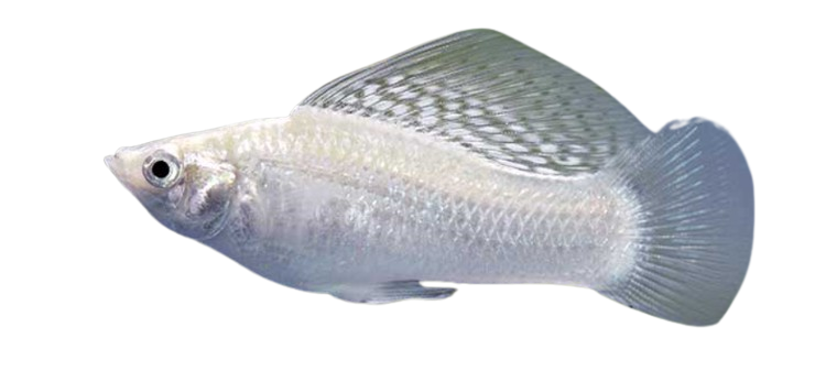 White Vastu Fishes: Features, Care, and Compatibility 4 White molly fish vastu