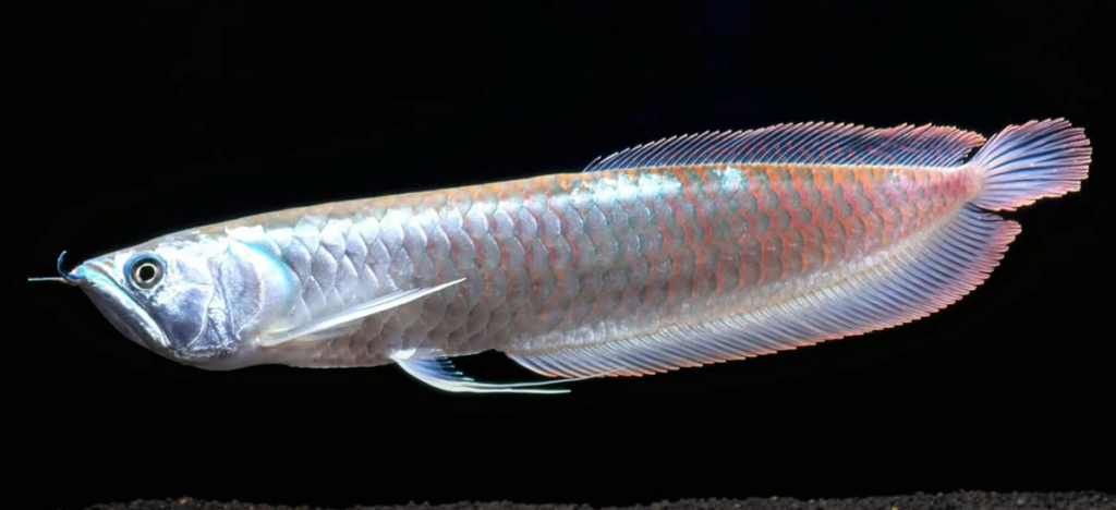 Vastu Fishes for Prosperity and Harmony 4 Silver Arowana