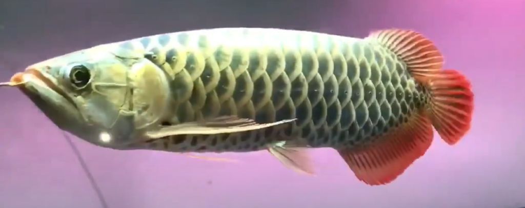 Vastu Fishes for Prosperity and Harmony 5 Green Arowana