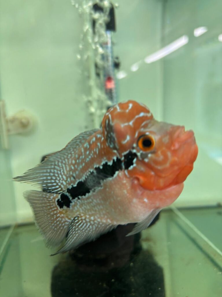 Flowerhorn Vastu Fish : A Lucky Charm 1 Flowerhorn Fish Vastu