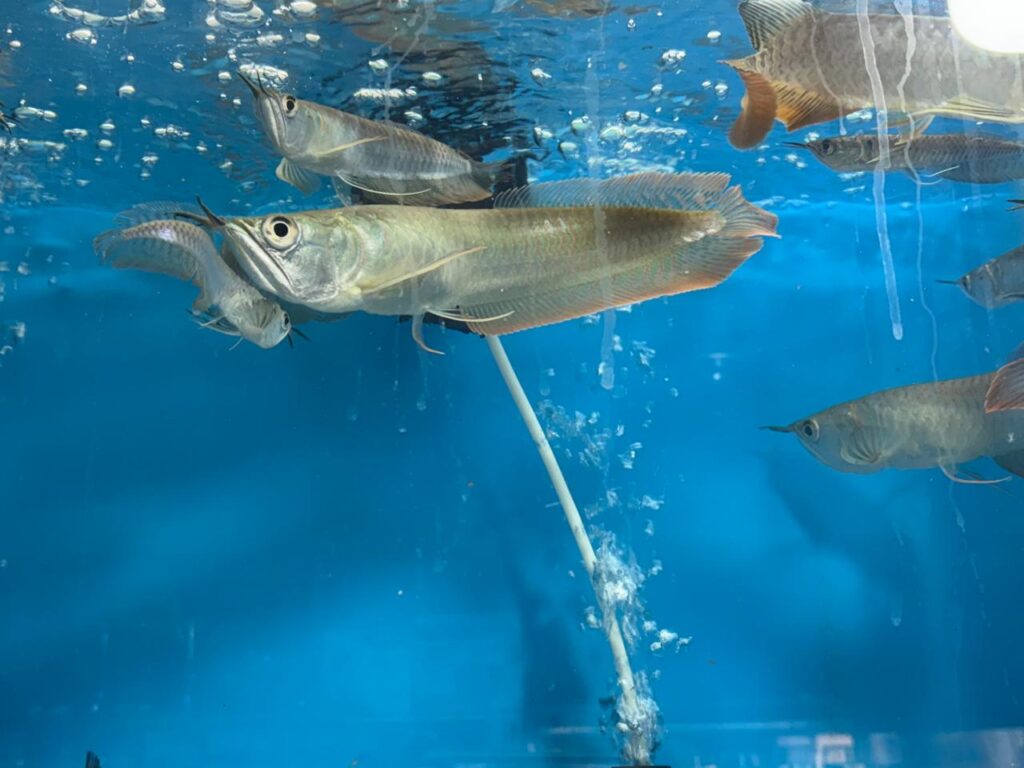 Fish Omens and meanings