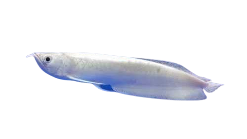White Vastu Fishes: Features, Care, and Compatibility 1 white asian arowana fish vastu