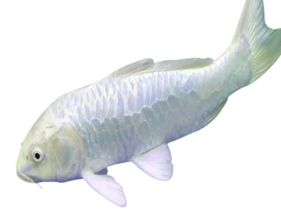 White Vastu Fishes: Features, Care, and Compatibility 2 white koi vastu
