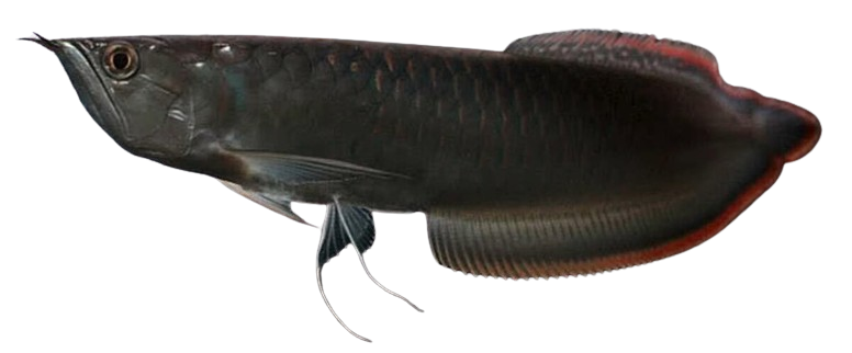 Vastu Fishes for Prosperity and Harmony 6 Black-arowana-vastu