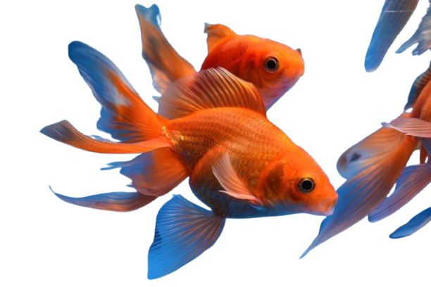 Goldfish Vastu Benefits โ Bring Prosperity & Positivity to Your Home! ๐ โจ 6 Fantail Goldfish