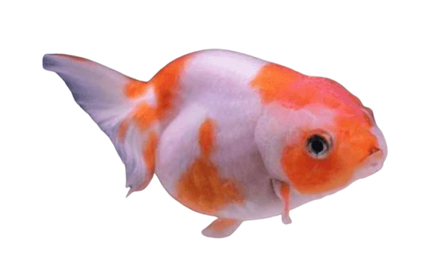 Goldfish Vastu Benefits โ Bring Prosperity & Positivity to Your Home! ๐ โจ 4 Ranch Goldfish for vastu