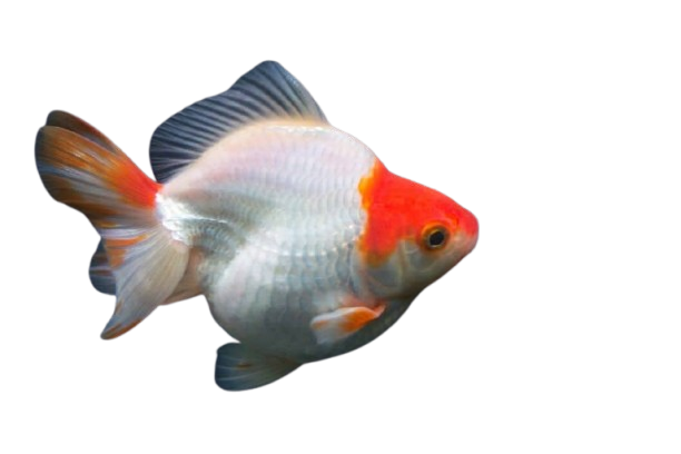 Goldfish Vastu Benefits โ Bring Prosperity & Positivity to Your Home! ๐ โจ 5 Ryukin Goldfish