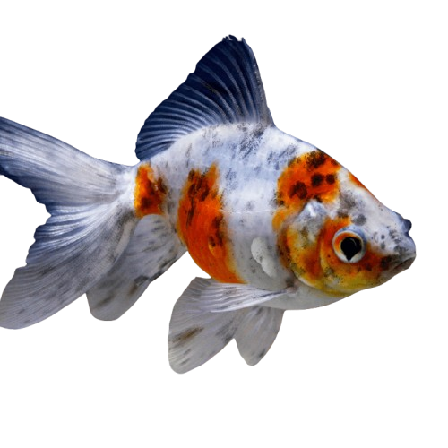 Goldfish Vastu Benefits โ Bring Prosperity & Positivity to Your Home! ๐ โจ 7 Shubunkin Goldfish