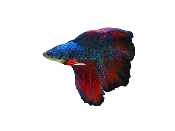 bettafish vastu