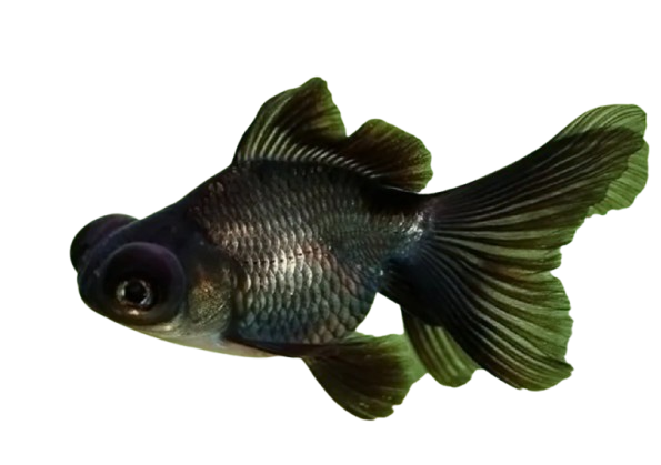 Goldfish Vastu Benefits โ Bring Prosperity & Positivity to Your Home! ๐ โจ 2 black moor goldfish for vastu