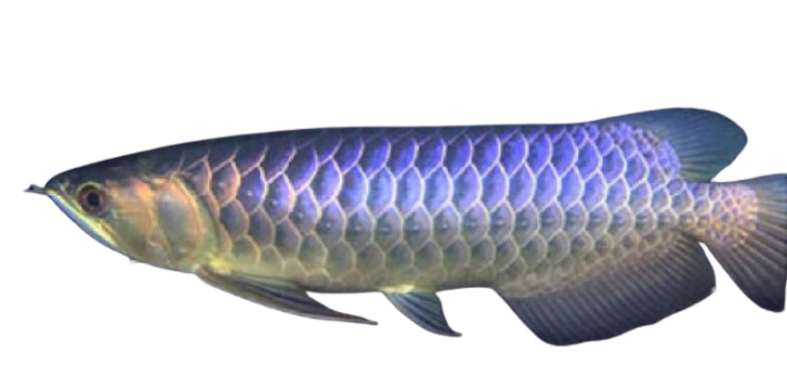 Arowana Fish : The Best Vastu Fish for a Lucky Home 1 blue arowana for vastu