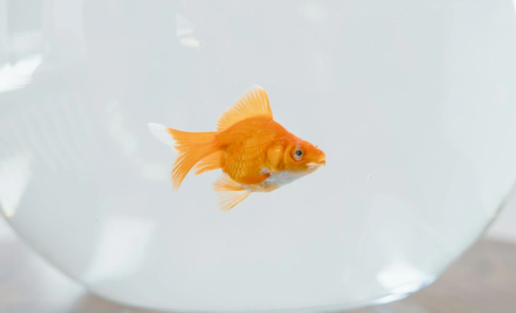 Goldfish Vastu Benefits โ Bring Prosperity & Positivity to Your Home! ๐ โจ 3 image 1